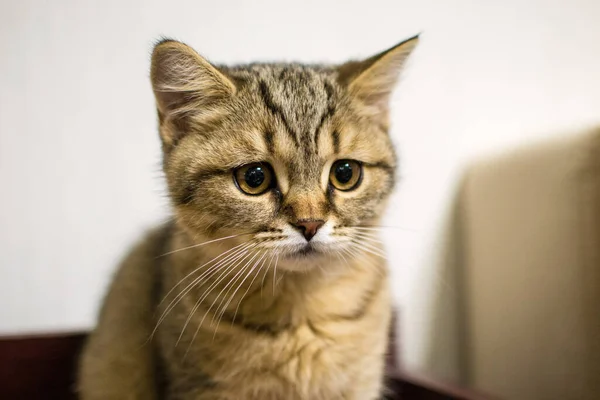 房间里一只可爱的条纹猫的特写镜头 — 图库照片