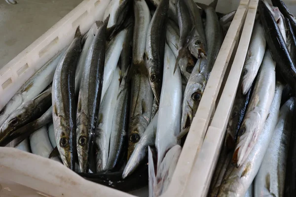 Diferentes Peixes Marinhos Num Mercado Peixe Croácia — Fotografia de Stock