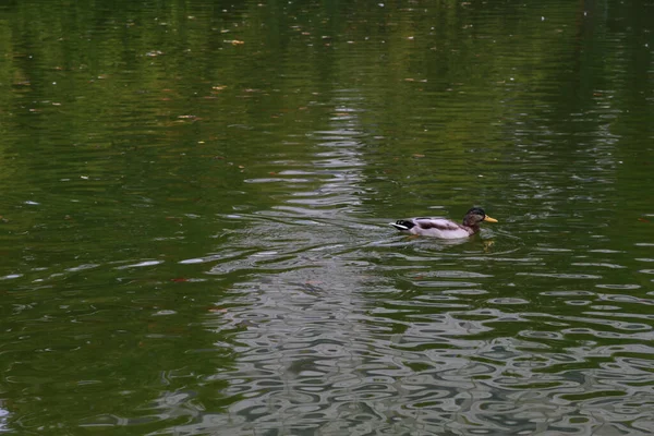 一只家鸭在日光下在公园的湖上游泳 — 图库照片