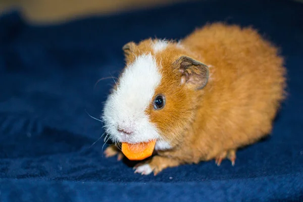 Primer Plano Lindo Conejillo Indias Comiendo Zanahorias Sobre Fondo Azul —  Fotos de Stock