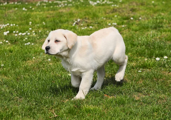 Primo Piano Simpatico Cucciolo Bianco Labrador — Foto Stock