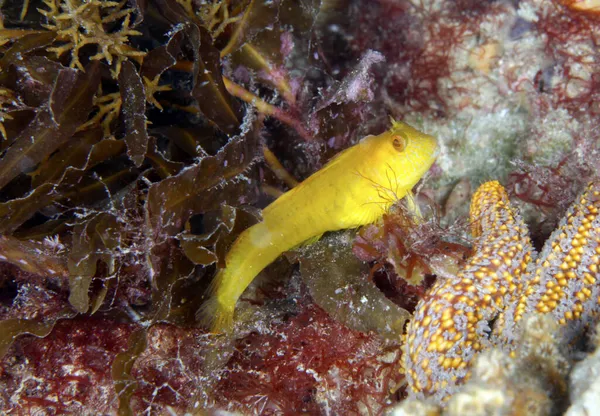 Een Beetje Geel Zeewier Blenny Gray Reef National Marine Aquarium — Stockfoto