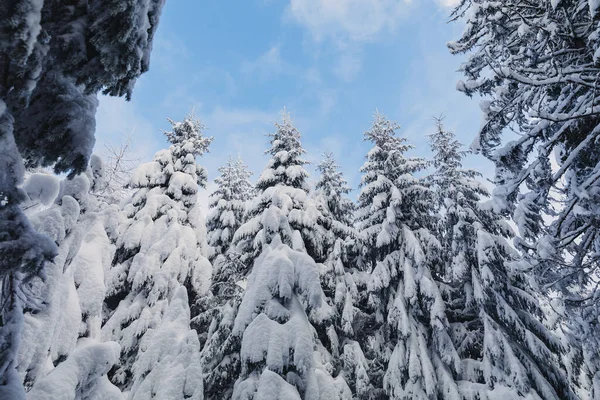 Ett Vinterlandskap Med Tallskog Uppe Fjällen Med Ett Mycket Stort — Stockfoto