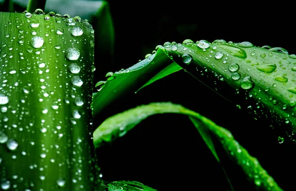 一滴水滴在鲜亮的绿叶上 — 图库照片