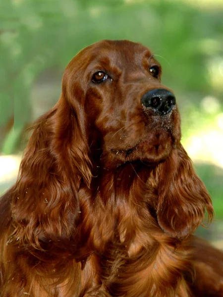 Setter Irlandais Red Setter Chien Dans Champ — Photo