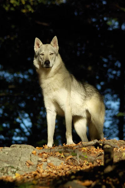 Egy Gyönyörű Felvétel Egy Csehszlovák Farkaskutyáról Szabadban Napközben — Stock Fotó