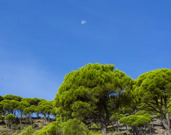 Pohled Kamenné Borovice Pozadí Modré Oblohy Pinus Pinea — Stock fotografie