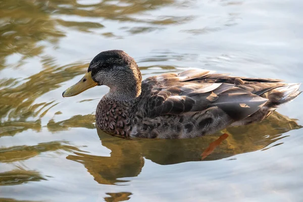 Tiro Perto Pato Lago Durante Dia — Fotografia de Stock