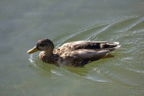 Close Pato Doméstico Nadando Lago Sob Luz Solar — Fotografia de Stock