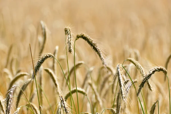 Telephoto Pohled Zralý Pšeničné Panicles Slunečného Dne Podsvícené Zlaté Obilné — Stock fotografie