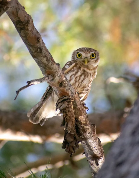 Pequena Coruja Athene Noctua Pousando Uma Árvore Olhando Para Baixo — Fotografia de Stock