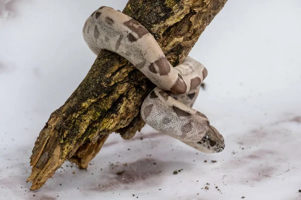 Uma Cobra Imperator Boa Galho Árvore Com Fundo Parede Mármore — Fotografia de Stock