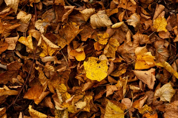 Uma Vista Superior Folhas Faia Amarelas Marrons Chão — Fotografia de Stock