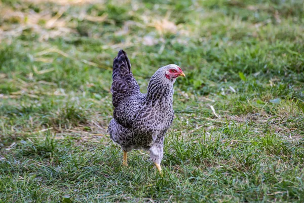 Primo Piano Una Gallina Che Cammina All Aperto Uccelli — Foto Stock