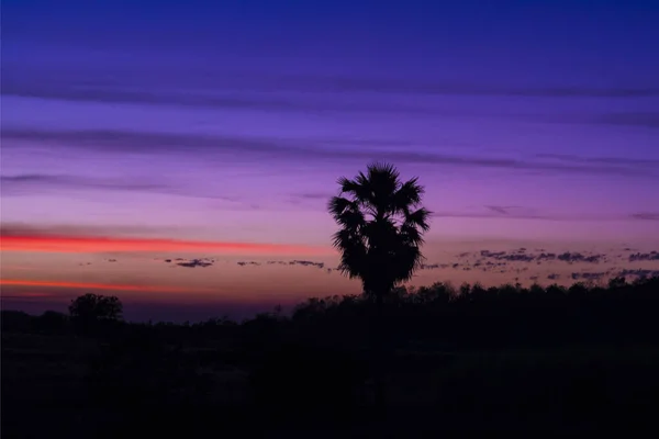Palmeira Está Quase Meio Como Este Technicolor Pôr Sol Inverno — Fotografia de Stock