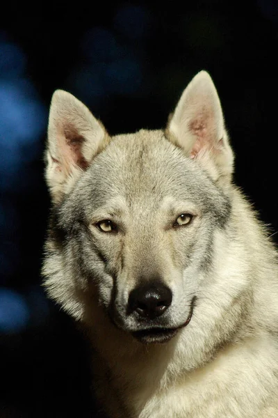 Fecho Vertical Wolfdog Checoslováquia — Fotografia de Stock