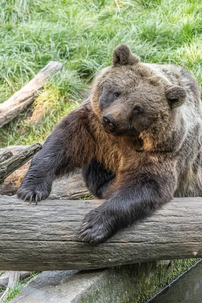 Eine Vertikale Aufnahme Eines Braunbären — Stockfoto