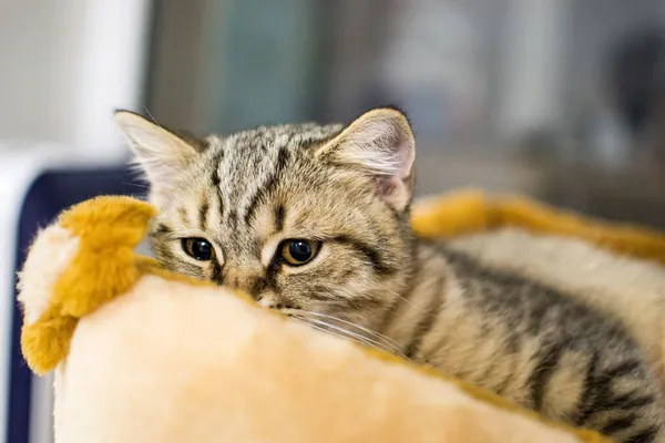 Primer Plano Lindo Gato Rayado Una Habitación — Foto de Stock