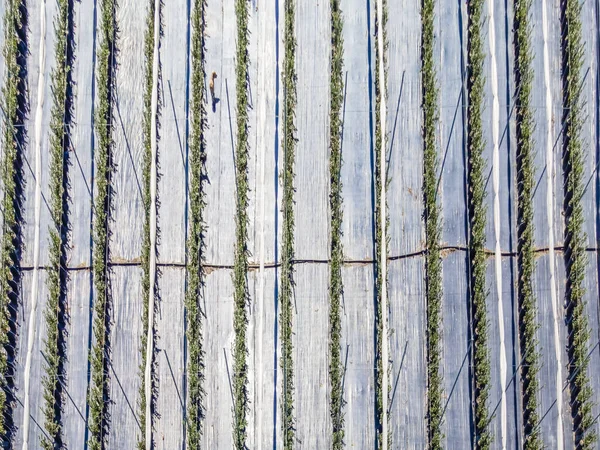 Вид Сверху Линии Деревьев Огромном Поле Течение Дня — стоковое фото