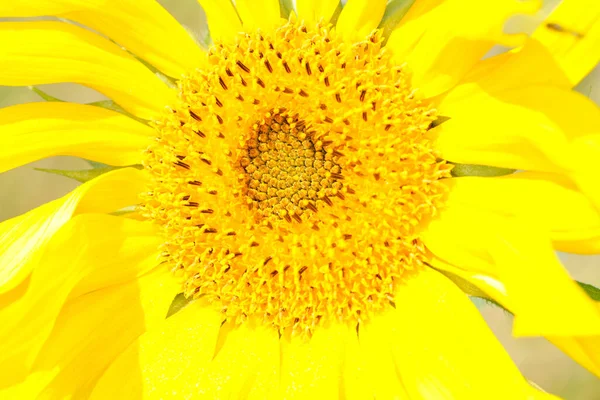 Una Macro Toma Hermoso Girasol Amarillo Brillante Día Soleado —  Fotos de Stock