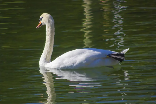 太陽の光の下で湖を泳ぐ美しい白鳥 — ストック写真