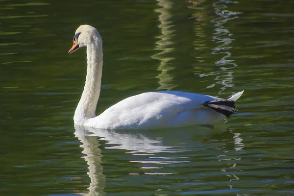 Vacker Svan Som Simmar Sjön Solljuset — Stockfoto