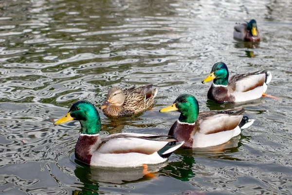 Gros Plan Colverts Nageant Sur Lac Dans Parc Lumière Jour — Photo