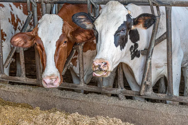 Dairy Farm Concept Dairy Cows Eating Looking Camera Tongues Hanging — Stock Photo, Image