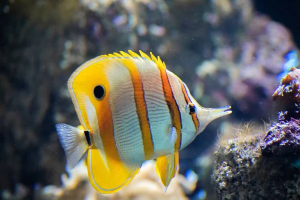 Ein Kupferband Schmetterlingsfisch Chelmon Rostratus Schwimmt Unter Wasser — Stockfoto