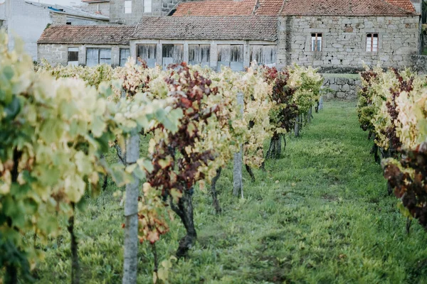 Una Vista Panorámica Los Árboles Uva Viñedo — Foto de Stock