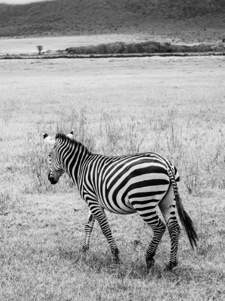 Een Grijswaarden Van Een Zebra Het Grasland Wildernis — Stockfoto