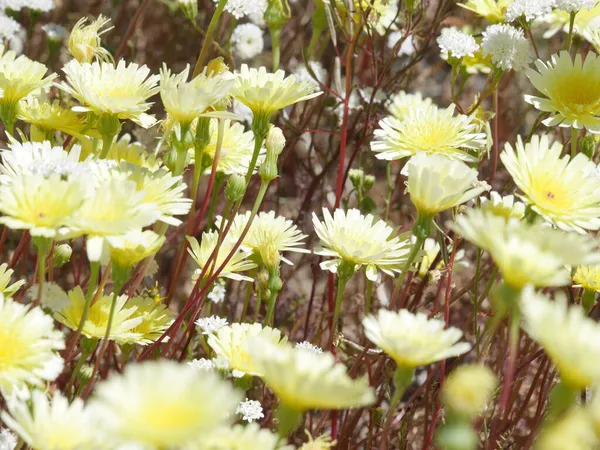 Selektywne Piękne Pole Kwitnącymi Dzikimi Kwiatami Kalifornii — Zdjęcie stockowe