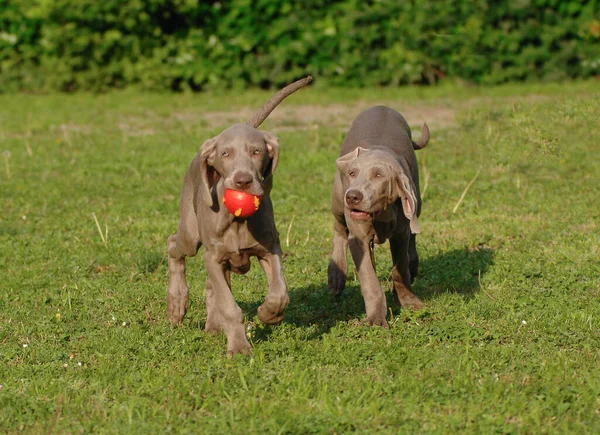 Dois Cães Weimaraner Uma Raça Cães Caça — Fotografia de Stock