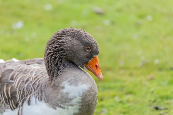 Tiro Perto Pato Selvagem Junto Lago — Fotografia de Stock