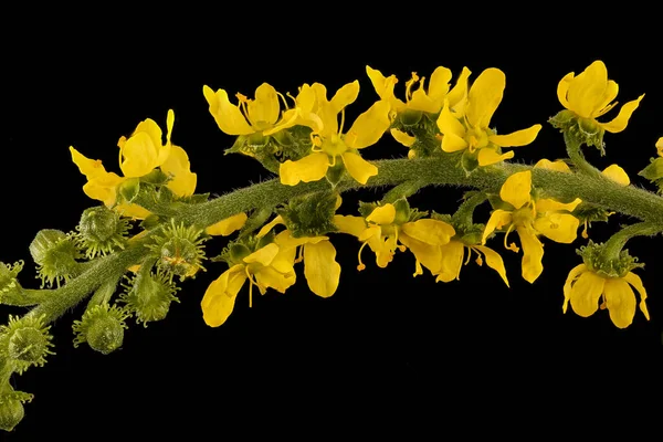 Eine Nahaufnahme Von Agrimonia Parviflora Isoliert Auf Schwarzem Hintergrund — Stockfoto