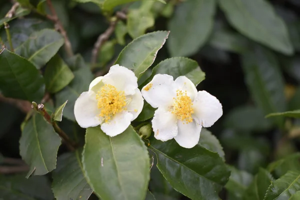 Primer Plano Una Hermosa Rosa Blanca Salvaje Jardín — Foto de Stock