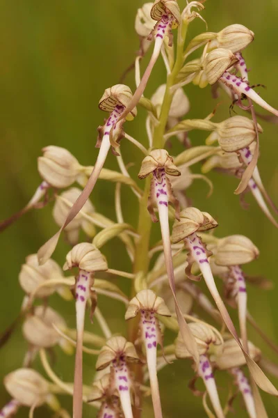 Primer Plano Las Flores Orquídea Lagarto Himantoglossum Hircinum Campo —  Fotos de Stock