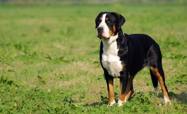 Ein Schweizer Sennenhund Freien — Stockfoto