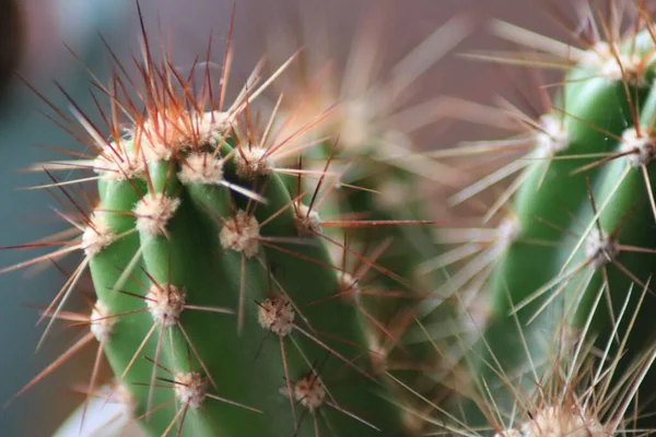 Una Macro Toma Hermoso Cactus Con Espinas Afiladas Sobre Fondo —  Fotos de Stock