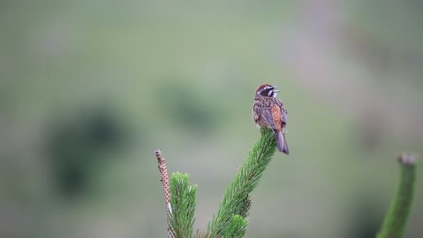 View Little Bird Sitting Fir Tree Branch Outdoor Garden — Stock Video