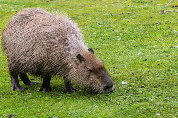 Közelkép Egy Capybaráról Amint Zöld Füvet Eszik — Stock Fotó