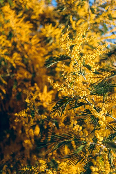 Güneşin Altında Yeşil Yaprakları Olan Güzel Sarı Bir Mimosa Ağacının — Stok fotoğraf
