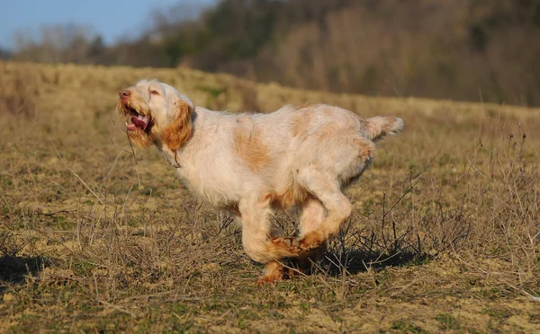 Detailní Záběr Typického Loveckého Psa Spinone Italiano Dog — Stock fotografie