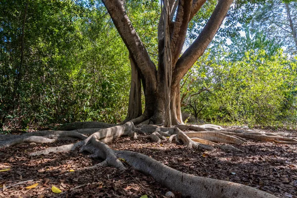 Ένα Κοντινό Πλάνο Από Τις Ρίζες Ενός Δέντρου Ένα Δάσος — Φωτογραφία Αρχείου