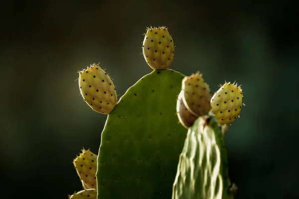 Close Cactos Verdes Com Flor — Fotografia de Stock