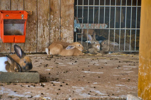 Большие Кролики Земле Зоопарке — стоковое фото