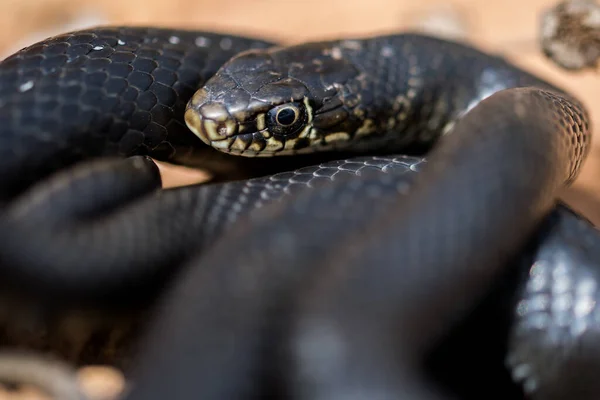 Detailní Záběr Dospělého Černého Západního Hada Hierophis Viridiflavus Stočený Klubíčka — Stock fotografie