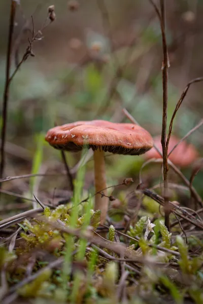 森林里一株蘑菇的特写 — 图库照片