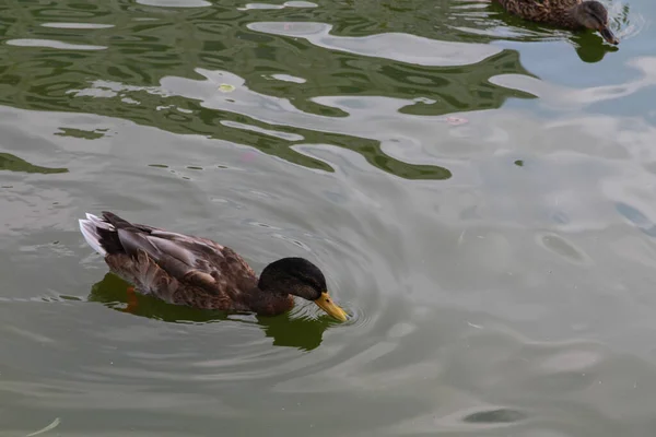 池塘或湖中野鸭的风景 — 图库照片
