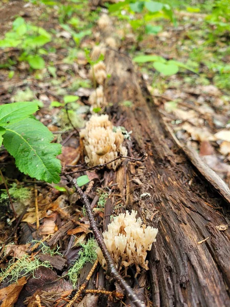 Colpo Verticale Dita Fata Funghi Unici Che Crescono Ramo Morto — Foto Stock